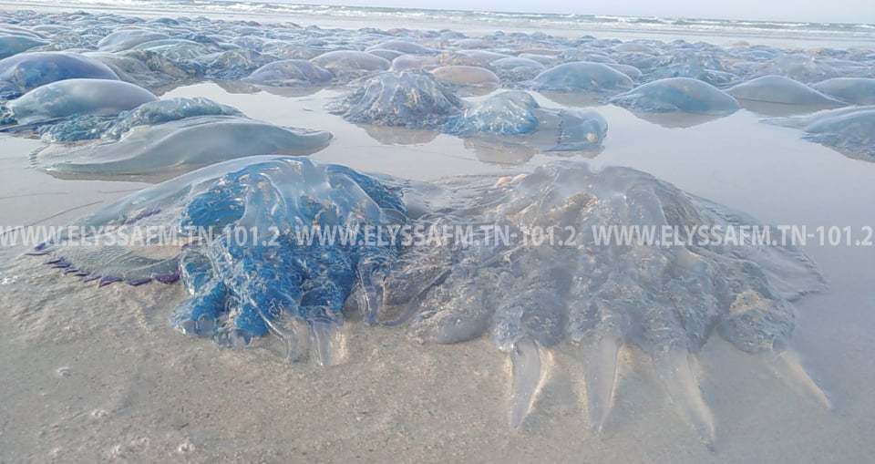 قابس : القناديل تغزو الشواطئ