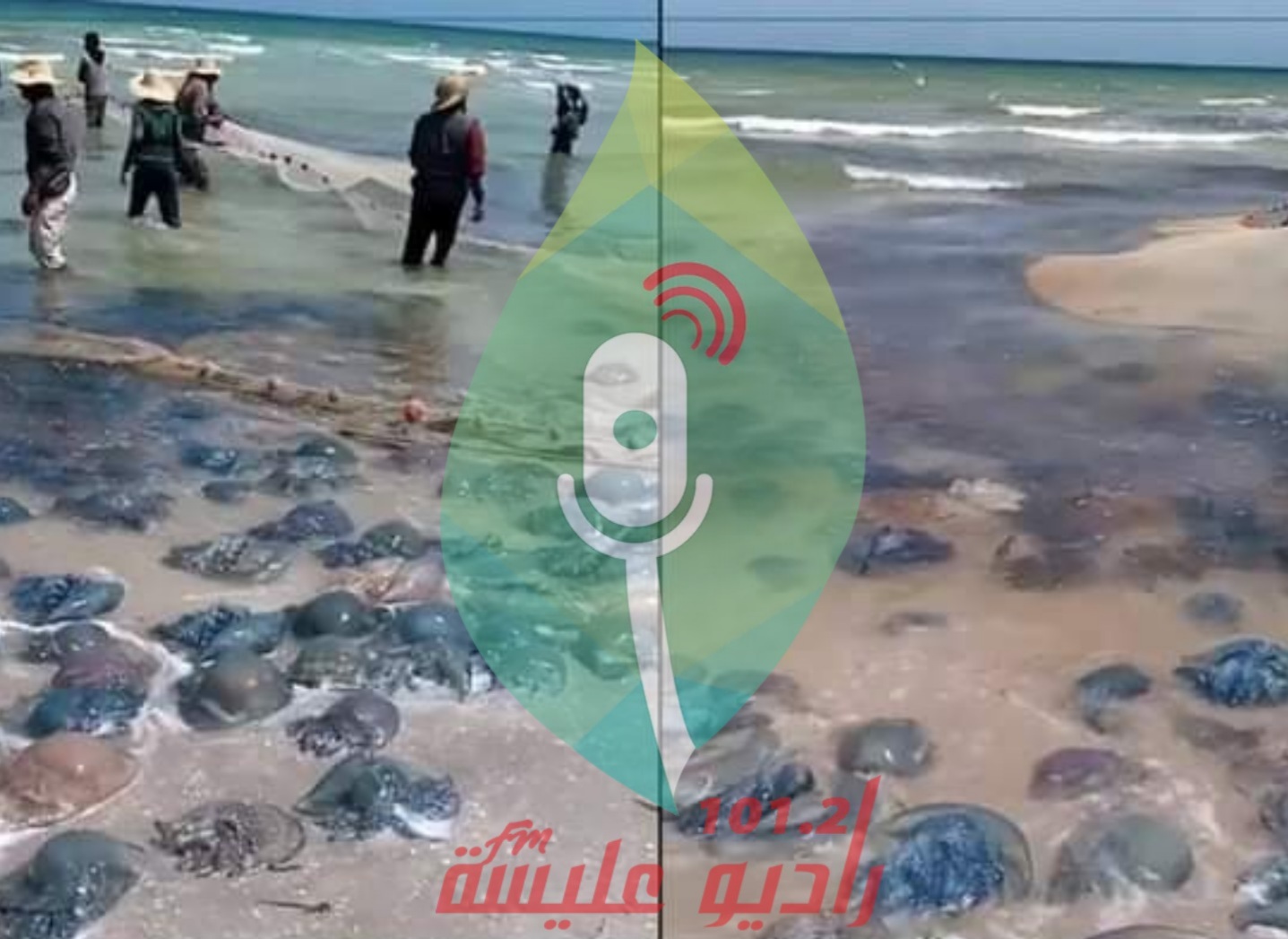 قابس: المطوية-البحر يلفظ أعداد كبيرة من الحريقة 